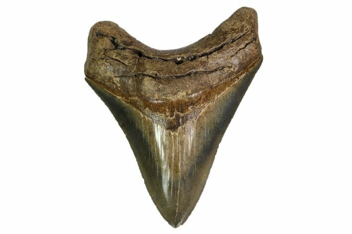 Serrated, Fossil Megalodon Tooth - Glossy Blade #159741